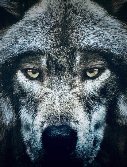 Join The Pack - Wolf Precision, Inc.